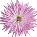 Chrysanthemum