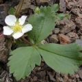 Strawberry leaf