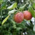 Japanese plum