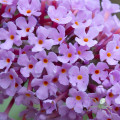 Buddleya